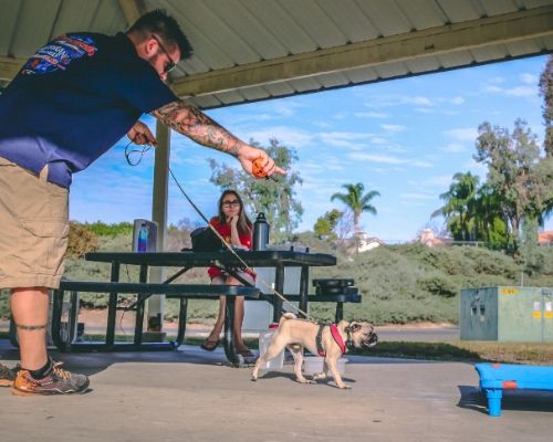 Off leash outlet obedience training