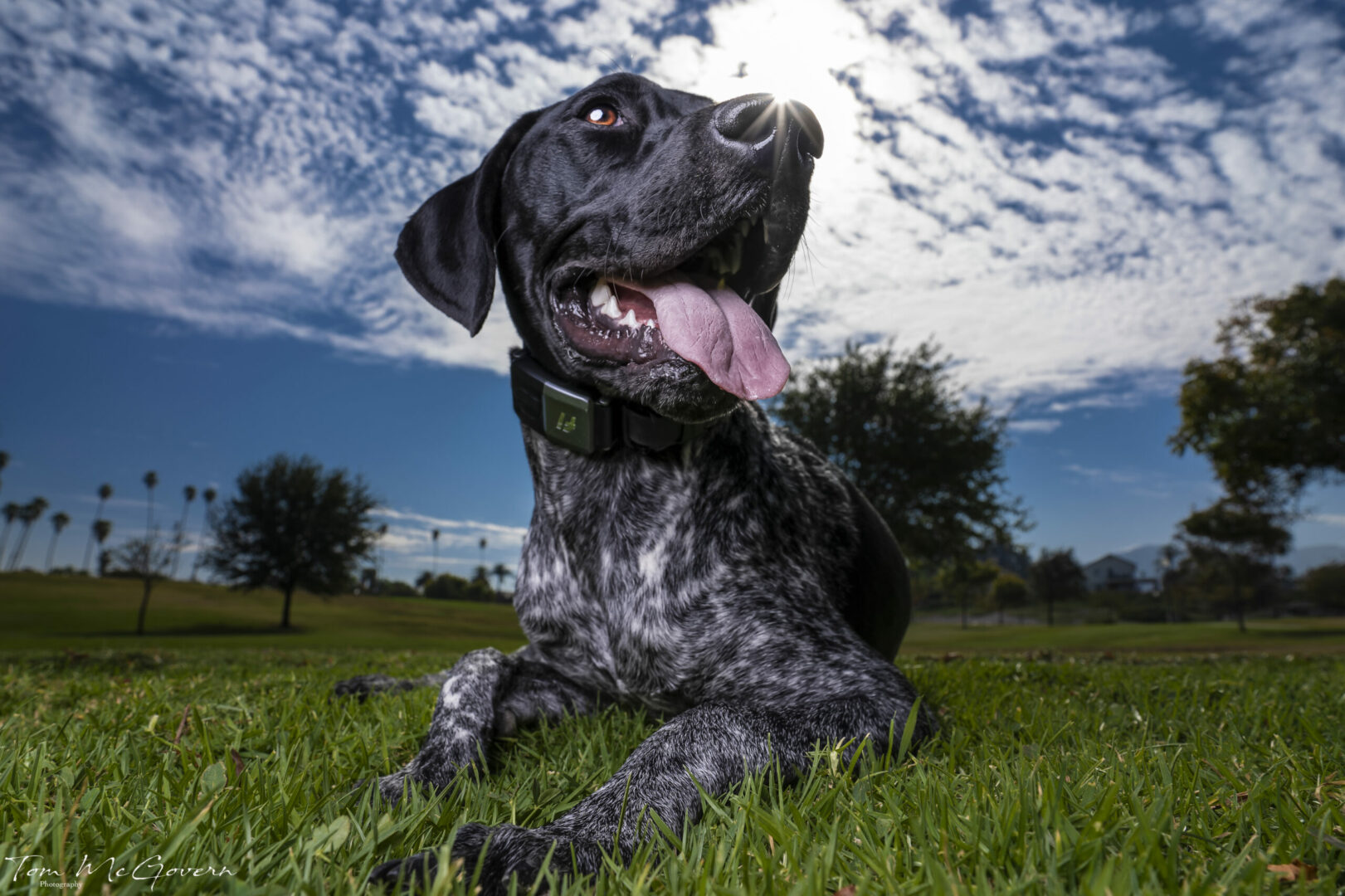 How to Protect Your Dog From Heat Stress in the Summer