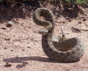 Rattlesnake Aversion training in and around Prescott, Az.