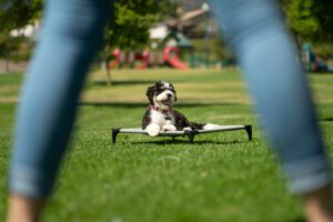 Things to do with Your Dog in Prescott Valley, Arizona