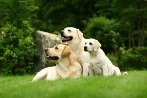 Top 10 Best Family Dog Breeds.