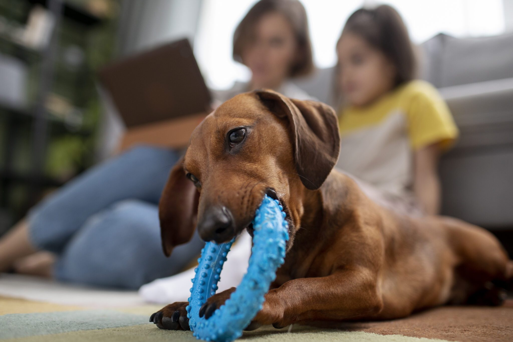Why Dogs Chew Understanding and Managing Destructive Behavior Off